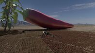 Fabriken der Superlative – CGI image - Big hot chili peppers in the field.