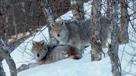 Die Sprache der Tiere – Wölfe stehen zwischen Bäumen im Schnee.