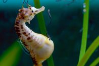 Big Pacific – in männliches Seepferdchen gebiert Junge im Aquarium von Newport, Kentucky (USA).