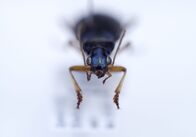 Wunder der Wissenschaft – Ein Laufkäfer, dessen Larven Frösche fressen.