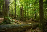 Terra X Harald Lesch – Wunderwelt im Wandel: Der deutsche Wald ist faszinierend und bedroht zugleich.