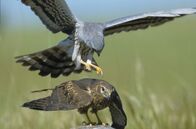 Artisten im Wind – Wiesenweihen kurz vor der Paarung. Das Männchen ist grau, das Weibchen braun.