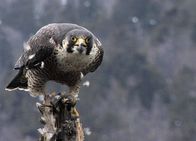 Netz Natur – Der Wanderfalke gilt als schnellster Vogel der Welt