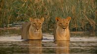 Heimkehr der Löwen – Selinda Reserve, Botswana - Zwei Mütter kreuzen am nächsten Morgen für die 2 Jungen am gegenüberliegenden Flussufer.