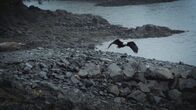 Fernab des Gesetzes – PORT PROTECTION, ALASKA- An eagle flies over Port Protection.