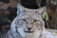 Nashorn, Zebra & Co. – Luchs.