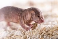 P.M. Wissen – So sieht ein echter Überlebenskünstler aus! Heimisch ist der Nacktmull in Ostafrika. Er ernährt sich von Wurzeln und gräbt mit seinen Zähnen ein kompliziertes unterirdisches System aus Gängen und Höhlen. In zwanzig Millionen Jahren Evolution hat er sich perfekt an seine unwirtliche Wüstenumgebung angepasst.