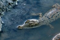 Australiens Riesen-Krokodile – Saltwater crocodile