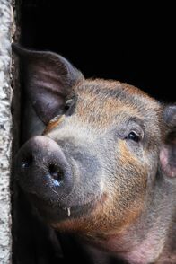 Tierpolizei Houston – Do, 06.11., 07:00 Uhr