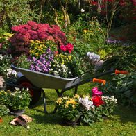 Schnittgut. Alles aus dem Garten – Graden, Flowers