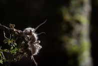 Feindselige Erde – Rio Claro Reserve, Colombia - A dead ant that have been taken over by a species of Cordyceps, Ophiocordyceps unilateral.