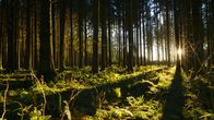 Unsere Wälder – Sonnenuntergang im Wald auf der Schwäbischen Alb.