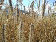 Resche Krusten - Unser Brot – Lungauer Tauernroggen