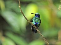 Terra Mater – Veilchenohr-Kolibri