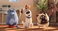 Pets – L-R: Chloe, Max, Mel
