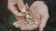 Genial konstruiert – Es gibt über 3000 gezüchtete Kartoffelsorten auf der Welt. Alle stammen von solchen kleinen Wildkartoffeln aus Südamerika ab.