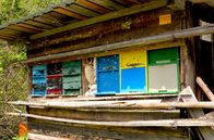 GEO Reportage – Der Superorganismus Bienenvolk wird „der Bien“ genannt. Bienen stellen die Bedürfnisse des Volkes über ihre eigenen.