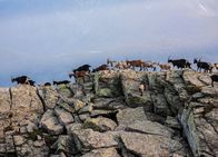 Netz Natur – NETZ NATUR Die Geschichte des Meckerns Kletterkünstler: Ziegen sind Meister im Erklimmen von steilsten Felshängen. So können selbst hochgelegene Berggebiete noch bewirtschaftet werden, was aber im Hinblick auf den Naturschutz auch umstritten ist.