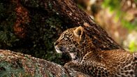 Tierbabys in Afrika – Fr, 05.12., 14:55 Uhr