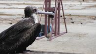 Wildes Hawaii – Standort: Tern Island, FFS: Fregattvogel auf Tern Island.