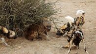 Wildtiere vor der Kamera – Hyäne