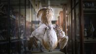 Die Odyssee der Großtrappen - Das Comeback der Riesenvögel – Das Präparat einer Großtrappe im Naturkundemuseum Berlin