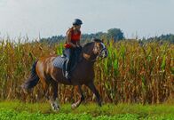 Anna und die Haustiere – Anna fühlt sich auf dem Rücken ihres Pferdes in der Natur frei und glücklich.