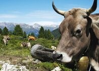Netz Natur – NETZ NATUR Kuh-Schweiz? Kuh-Kitsch: Kühe für die Postkarte - die Wirklichkeit auf den Alpen sieht oft anders aus