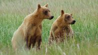 Grizzlys hautnah – Nasenbärenjunge