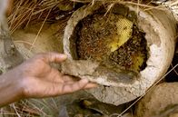 Die Bienenflüsterer – Aby sieht die Bienen als reine Geschöpfe, die ihm dabei helfen, ein guter Christ zu sein. Er kümmert sich hingebungsvoll um seine 30 Bienenstöcke aus Stroh, Lehm und Rinderdung.