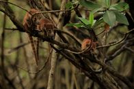 Wildes Mexiko – Sian Kaan Reserve, Mexiko - Familie junger Nasenbären in ihren Mangroven.