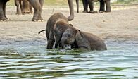 Zoo-Babies – Fr, 14.11., 12:20 Uhr