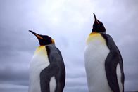 Wilde Inseln – FALKLANDS - For the King Penguin, preening is essential for staying in top condition and of course looking good to attract a mate. A special gland at the base of the tail secretes oil, which is used to waterproof feathers and skin. Once a year adult penguins molt. (photo credit: Off the Fence) / Pingwin