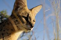 Im Schatten der Großkatzen – A serval in the grass. (Earth Touch)
