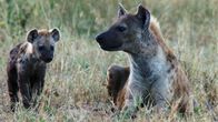 Tierbabys in Afrika – Fr, 05.12., 14:55 Uhr