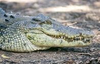 Expeditionen: Waffen der Tiere – Salzwasserkrokodile sind gefährliche Jäger. Sie können bis zu einer Stunde unter Wasser auf Beute warten.