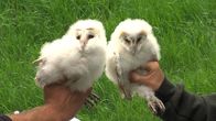 Bronx Zoo - Tierpark der Superlative – Barn Owl Chicks.