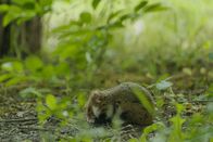 TM Wissen - Best Of – In Wien haben sich die eigentlich sehr scheuen Feldhamster mit einem Leben im urbanen Raum arrangiert. Ein Hamster im Martin-Luther-King Park in Wien.