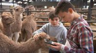 Tierdetektive – Milan und Boris besuchen eine Kamelfarm in Holland.
