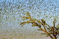 Magie des Monsuns – Schwärme von Wellensittichen versammeln sich um die Wasserlöcher in Australien.