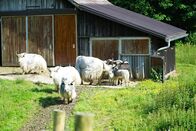 Heimatleuchten – Eine Herde Yaks vor ihrem Stall auf der Hochsteinalm