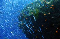 Die schönsten Landschaften der Welt – Das bedrohte Great Barrier Reef ist eines der artenreichsten Meeresökosysteme der Welt.