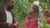 Nelson Müllers Lebensmittelreport – Nelson Müller besucht die Biotomaten-Produktion in Almeria, Südspanien.