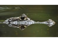 Top Shots – Top Shots Drei Tierfotografen auf Bilderjagd - Tolle Bilder und Gefahren Staffel 1, Episode 2 Unterwegs im Dschungel trifft Thomas Marent auf einen Kaiman