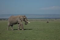 Feindselige Erde – KENYA - African bull elephant searches for a mate in Amboseli National Park. It's been attracted by the scent of a female in oestrous.