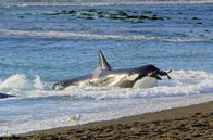 Tierische Freibeuter der Meere – Einige Orcas haben eine innovative Jagdtechnik entwickelt, die allerdings ein großes Risiko für die Raubtiere selbst darstellt.