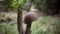 Besetzt. Gesperrt. Verschlossen. Die verbotene Insel Wustrow – Spuren der Vergangenheit, aus dem kalten Krieg zwischen Ost und West. Stahlhelm der Sowjetarmee im Naturschutzgebiet Wustrows.