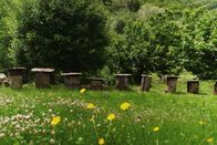 DOK – SRF DOK: Die Bienenflüsterer - Frankreich Bienenkästen in Stämmen in Cévennes/F
