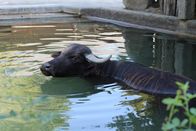 Planet Wissen – Wasserbüffel, buffalo, water buffalo,