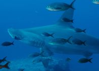 Der Äquator - Breitengrad der Extreme – Im riesigen marinen Schutzgebiet von Galapagos gedeihen Hammerhaie: (Copyright SRF)
